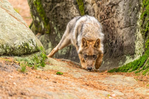 Einsamer Wolf Läuft Durch Herbstwald Tschechien — Stockfoto