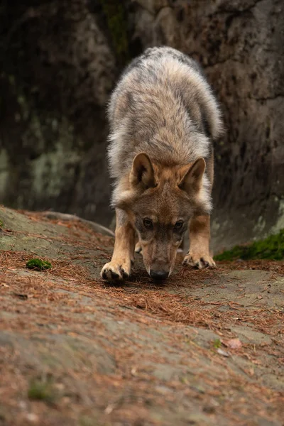 Einsamer Wolf Läuft Durch Herbstwald Tschechien — Stockfoto