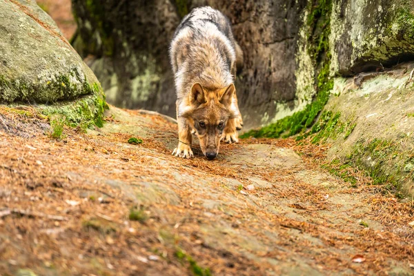 Eenzame Wolf Vlucht Het Herfstbos Tsjechië — Stockfoto