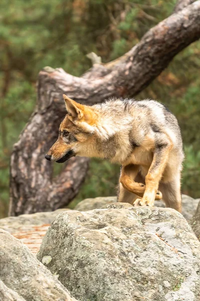 Lone Wolf Running Φθινόπωρο Δάσος Τσεχική Δημοκρατία — Φωτογραφία Αρχείου