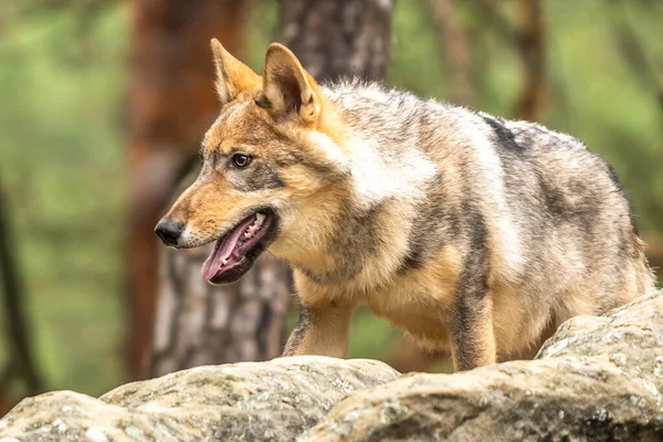 Lone Wolf Running Φθινόπωρο Δάσος Τσεχική Δημοκρατία — Φωτογραφία Αρχείου