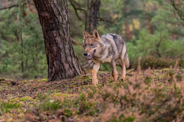Loup Solitaire Courant Dans Forêt Automne République Tchèque — Photo