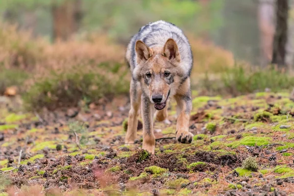 Loup Solitaire Courant Dans Forêt Automne République Tchèque — Photo