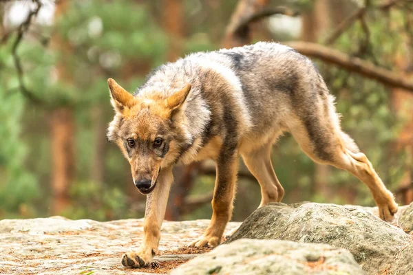 Lobo Solitario Corriendo Bosque Otoño República Checa — Foto de Stock