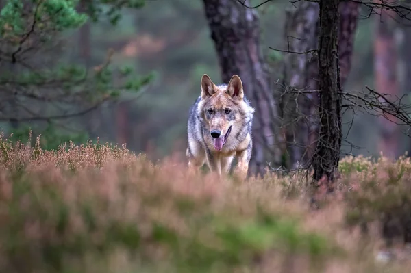 Loup Solitaire Courant Dans Forêt Automne République Tchèque — Photo