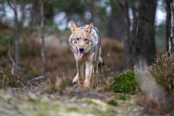 秋の森を走るオオカミ チェコ共和国 — ストック写真