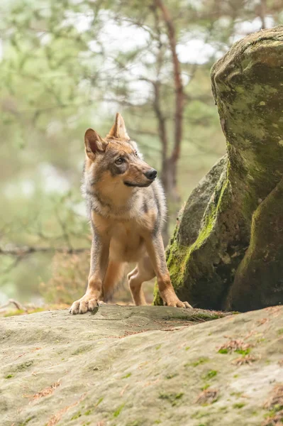 Lupul Singuratic Care Aleargă Pădurea Toamnă Cehia — Fotografie, imagine de stoc