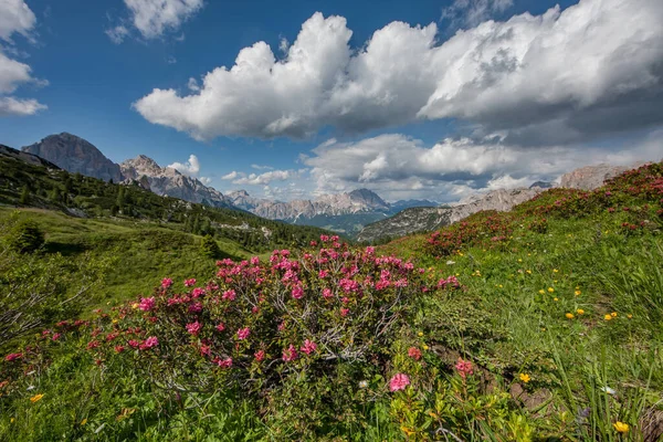 Bosque Paisaje Trentino Con Dolomiti Montaña — Foto de Stock