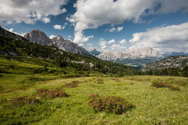 Las Krajobrazowy Trentino Górą Dolomiti — Zdjęcie stockowe