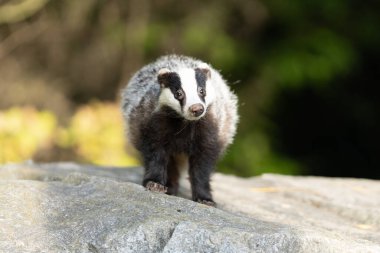 Orman Porsuğu (Meles Meles) tipik ıslatıcılığında. Porsuk, gelincik ailesinin bir canavarıdır..