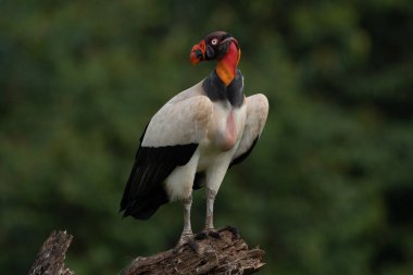 Kral akbaba, Sarcoramphus baba, Orta ve Güney Amerika 'da büyük bir kuş bulundu. Uçan kuş, arka planda orman. Tropik doğadan vahşi yaşam sahnesi. Kızıl saçlı kuş. Açık kanatlı Akbaba, Panama