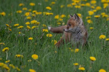 Kızıl Tilki. Türün insanlarla uzun bir ilişkisi vardır. Kızıl Tilki kürk ticareti için toplanan en önemli kürklü hayvanlardan biridir. Gerçek tilkilerin en büyüğü
