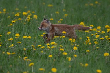 Kızıl Tilki. Türün insanlarla uzun bir ilişkisi vardır. Kızıl Tilki kürk ticareti için toplanan en önemli kürklü hayvanlardan biridir. Gerçek tilkilerin en büyüğü
