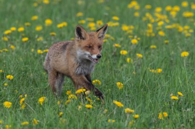 Kızıl Tilki. Türün insanlarla uzun bir ilişkisi vardır. Kızıl Tilki kürk ticareti için toplanan en önemli kürklü hayvanlardan biridir. Gerçek tilkilerin en büyüğü