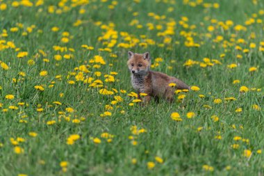 Kızıl Tilki. Türün insanlarla uzun bir ilişkisi vardır. Kızıl Tilki kürk ticareti için toplanan en önemli kürklü hayvanlardan biridir. Gerçek tilkilerin en büyüğü
