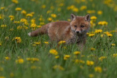 Kızıl Tilki. Türün insanlarla uzun bir ilişkisi vardır. Kızıl Tilki kürk ticareti için toplanan en önemli kürklü hayvanlardan biridir. Gerçek tilkilerin en büyüğü