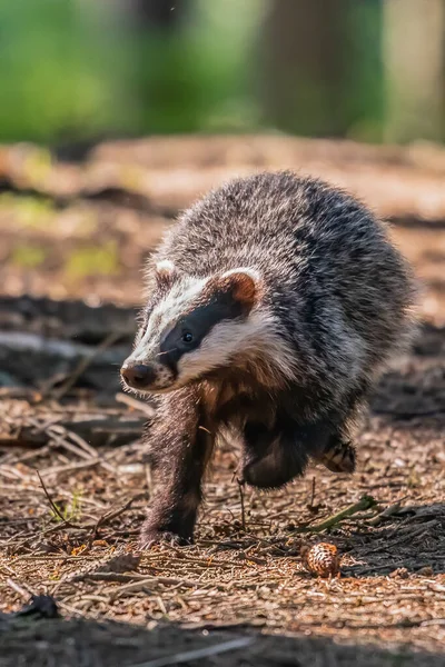Forest Badger Meles Meles Its Typical Drenching Badger Beast Weasel — Foto de Stock