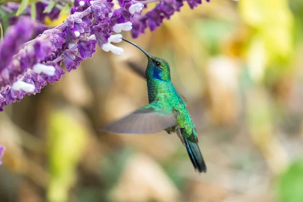 Grünes Veilchenohr Colibri Thalassinus Kolibri Flug Isoliert Auf Grünem Hintergrund — Stockfoto