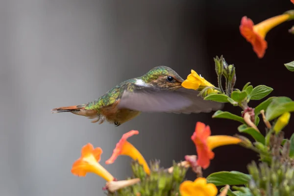 Zielone Fioletowo Ucho Colibri Thalassinus Koliber Locie Odizolowany Zielonym Tle — Zdjęcie stockowe