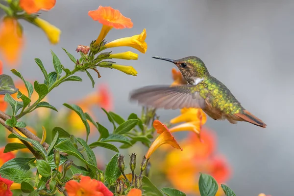 Colibrí Verde Violeta Colibri Thalassinus Vuelo Aislado Sobre Fondo Verde — Foto de Stock