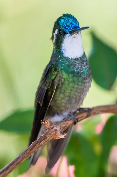 Green Violet Ear Colibri Thalassinus Hummingbird Flight Isolated Green Background — 스톡 사진