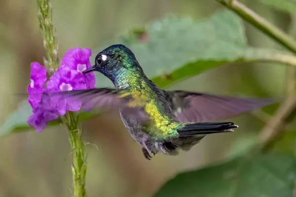 Green Violet Ear Colibri Thalassinus Hummingbird Flight Isolated Green Background — стокове фото
