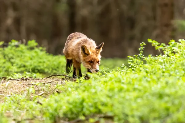 Red Fox Specie Una Lunga Storia Associazione Con Umano Volpe — Foto Stock
