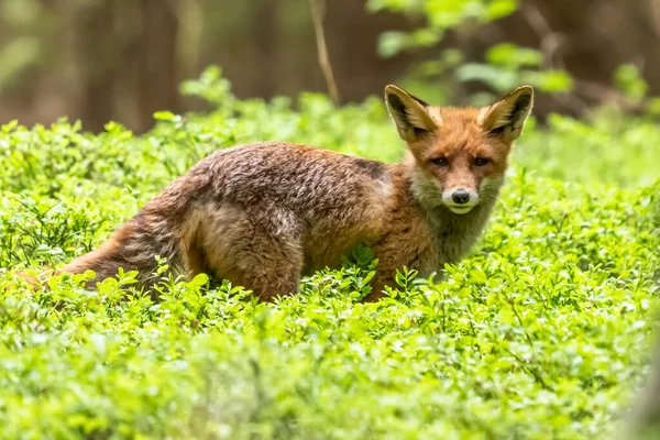 Red Fox Species Has Long History Association Humans Red Fox — Stock Photo, Image