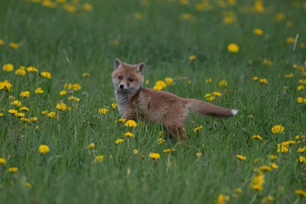 Red Fox Especie Tiene Una Larga Historia Asociación Con Los — Foto de Stock