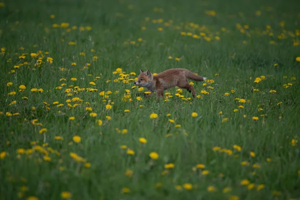 Kızıl Tilki. Türün insanlarla uzun bir ilişkisi vardır. Kızıl Tilki kürk ticareti için toplanan en önemli kürklü hayvanlardan biridir. Gerçek tilkilerin en büyüğü