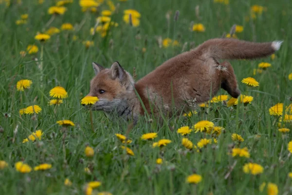 Kızıl Tilki. Türün insanlarla uzun bir ilişkisi vardır. Kızıl Tilki kürk ticareti için toplanan en önemli kürklü hayvanlardan biridir. Gerçek tilkilerin en büyüğü