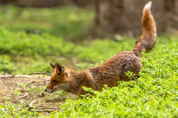 Red Fox Tento Druh Dlouhou Historii Spojení Lidmi Červená Liška — Stock fotografie