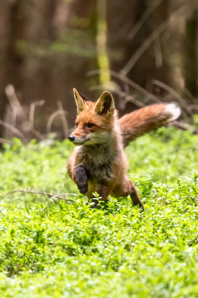 Red Fox Espèce Une Longue Histoire Association Avec Les Humains — Photo