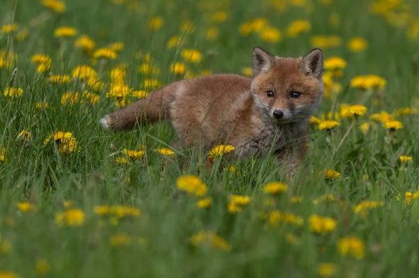 Kızıl Tilki. Türün insanlarla uzun bir ilişkisi vardır. Kızıl Tilki kürk ticareti için toplanan en önemli kürklü hayvanlardan biridir. Gerçek tilkilerin en büyüğü