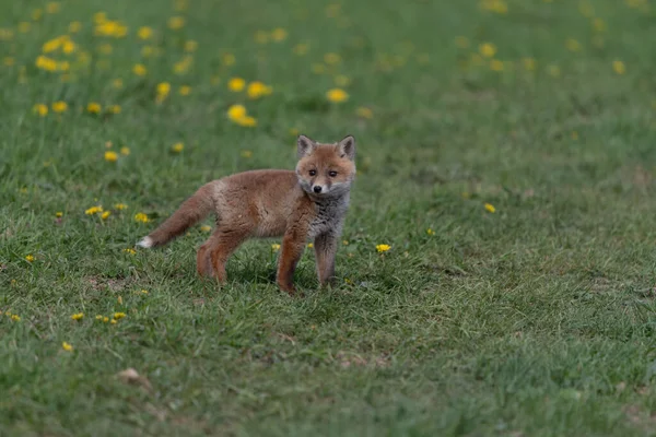 Red Fox Espèce Une Longue Histoire Association Avec Les Humains — Photo