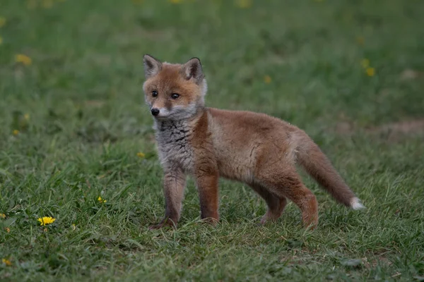 Red Fox Especie Tiene Una Larga Historia Asociación Con Los — Foto de Stock