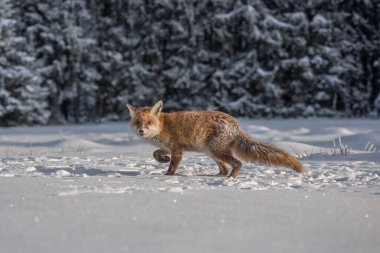 Kızıl Tilki Vulpes, kışın kışın Kanada 'daki Algonquin Park' ında çalılı bir kuyruk avına çıkıyor.