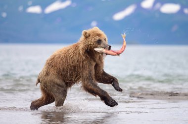 Topraklara hükmeden Kamçatka 'nın kahverengi ayıları (Ursus arctos beringianus)