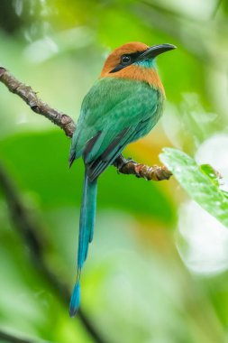 Geniş gagalı motmot (Electron platyrhynchum), Momotidae familyasından bir kuş türü. Orta Amerika 'nın her yerinde bulunur.
