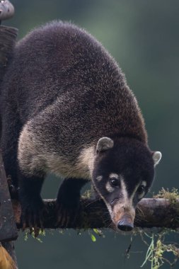 Beyaz burunlu koati, Nasua naritası. Memeliler yağmur ormanlarında duruyor. Amerika 'dan Kosta Rika Vahşi Hayatı sahnesi..