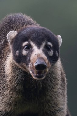 Beyaz burunlu koati, Nasua naritası. Memeliler yağmur ormanlarında duruyor. Amerika 'dan Kosta Rika Vahşi Hayatı sahnesi..
