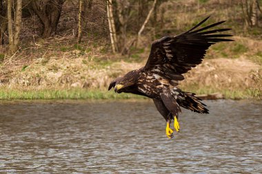 Beyaz Kuyruklu Kartal (Haliaeetus albicilla) havada. Ayrıca ern, erne, gri kartal, Avrasya deniz kartalı ve beyaz kuyruklu deniz kartalı olarak da bilinir. Kanatlar açılsın. Polonya, Avrupa. Yırtıcı kuşlar.