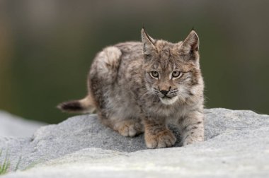 Ağaç gövdesi ile yeşil orman Lynx. Doğadan yaban hayatı sahne. Bayağı vaşak, hayvan davranış habitat içinde oynamaya. Almanya'dan vahşi kedi. Ağaçların arasında vahşi Bobcat