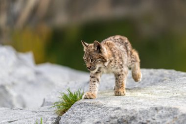 Ağaç gövdesi ile yeşil orman Lynx. Doğadan yaban hayatı sahne. Bayağı vaşak, hayvan davranış habitat içinde oynamaya. Almanya'dan vahşi kedi. Ağaçların arasında vahşi Bobcat
