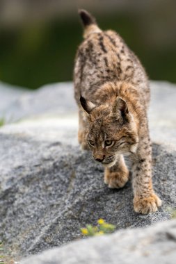 Ağaç gövdesi ile yeşil orman Lynx. Doğadan yaban hayatı sahne. Bayağı vaşak, hayvan davranış habitat içinde oynamaya. Almanya'dan vahşi kedi. Ağaçların arasında vahşi Bobcat