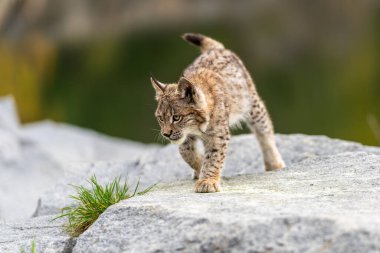 Ağaç gövdesi ile yeşil orman Lynx. Doğadan yaban hayatı sahne. Bayağı vaşak, hayvan davranış habitat içinde oynamaya. Almanya'dan vahşi kedi. Ağaçların arasında vahşi Bobcat
