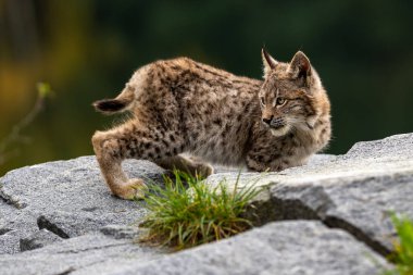 Ağaç gövdesi ile yeşil orman Lynx. Doğadan yaban hayatı sahne. Bayağı vaşak, hayvan davranış habitat içinde oynamaya. Almanya'dan vahşi kedi. Ağaçların arasında vahşi Bobcat