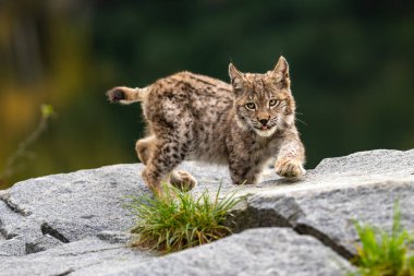 Ağaç gövdesi ile yeşil orman Lynx. Doğadan yaban hayatı sahne. Bayağı vaşak, hayvan davranış habitat içinde oynamaya. Almanya'dan vahşi kedi. Ağaçların arasında vahşi Bobcat