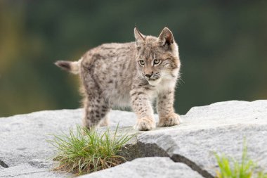Ağaç gövdesi ile yeşil orman Lynx. Doğadan yaban hayatı sahne. Bayağı vaşak, hayvan davranış habitat içinde oynamaya. Almanya'dan vahşi kedi. Ağaçların arasında vahşi Bobcat