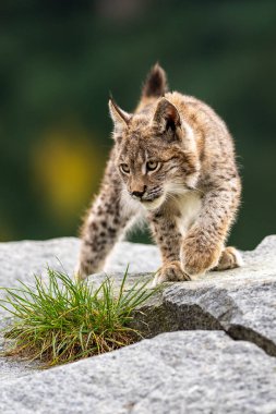 Ağaç gövdesi ile yeşil orman Lynx. Doğadan yaban hayatı sahne. Bayağı vaşak, hayvan davranış habitat içinde oynamaya. Almanya'dan vahşi kedi. Ağaçların arasında vahşi Bobcat